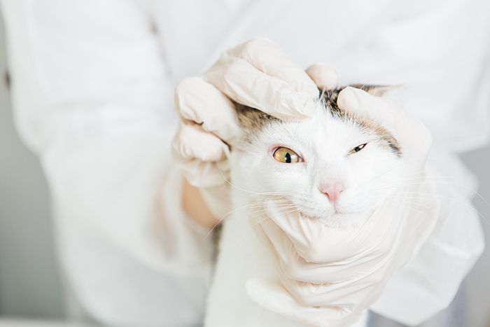 cat-examined-by-veterinarian