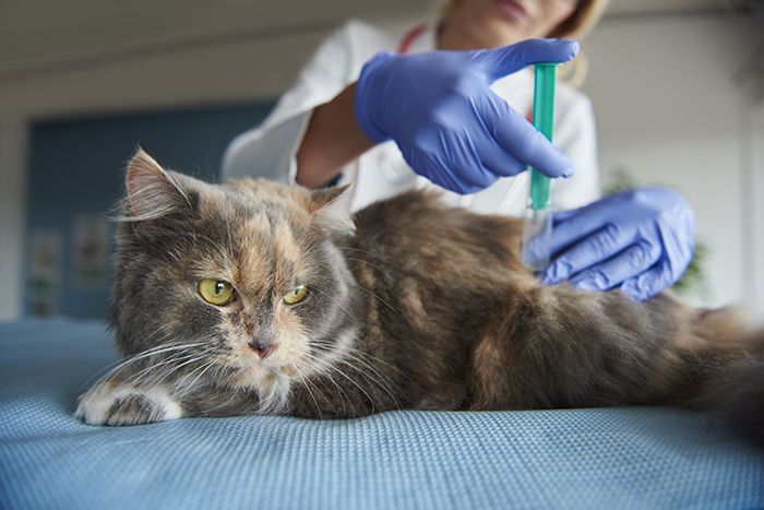 Cat is being given an injection