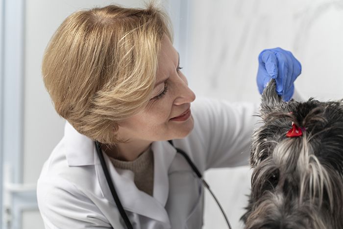 close-up-doctor-checking-dog