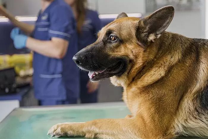 close-up-doctor-clinic-with-smiley-dog