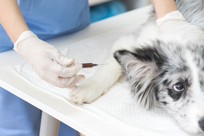close-up-female-vet-injecting-dog-with-injection-table