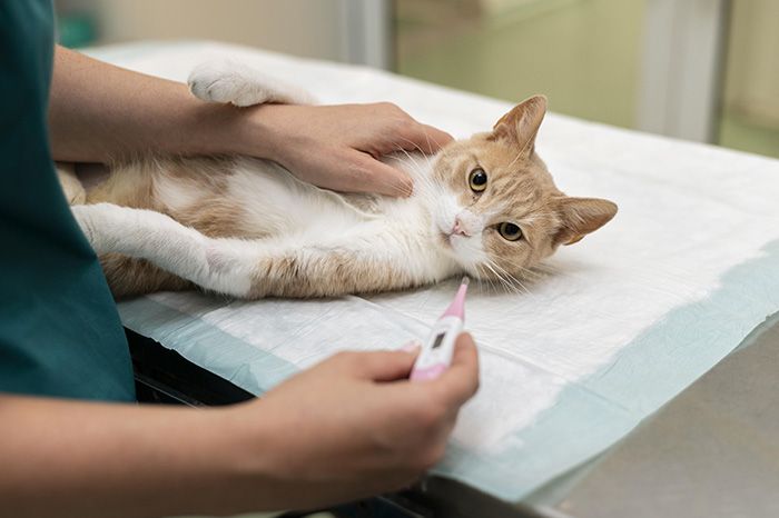 close-up-veterinarian-taking-care-cat