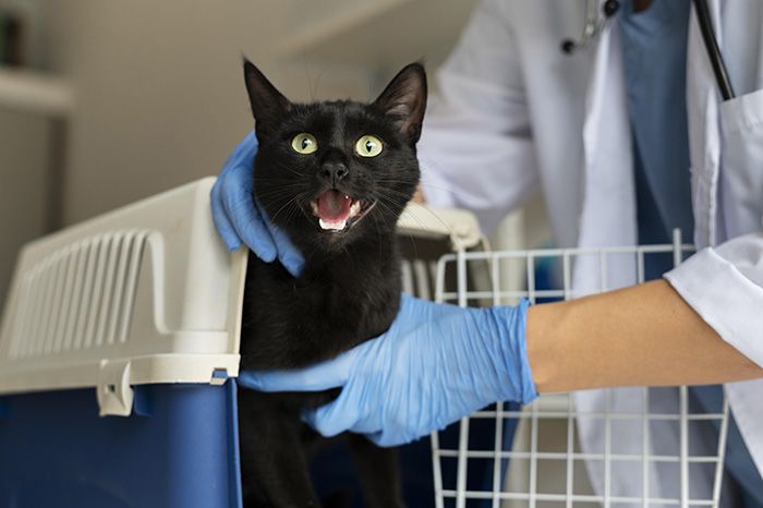 close-up-veterinarian-taking-care-cat