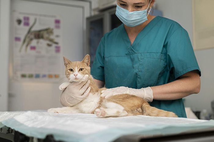 close-up-veterinarian-taking-care-cat