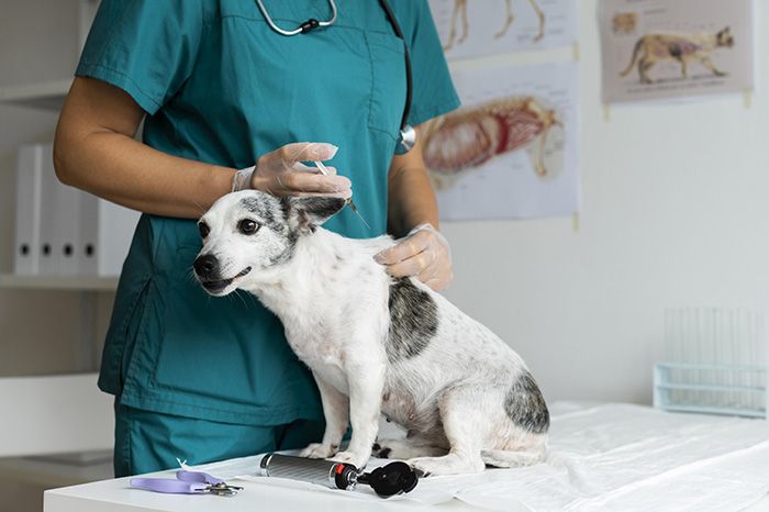 close-up-veterinarian-taking-care-dog