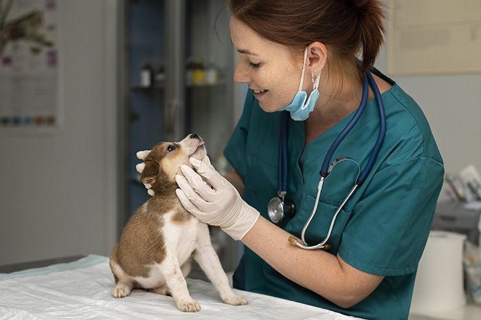 close-up-veterinarian-taking-care-dog