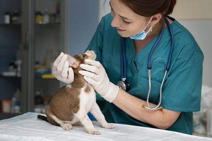 close-up-veterinarian-taking-care-dog
