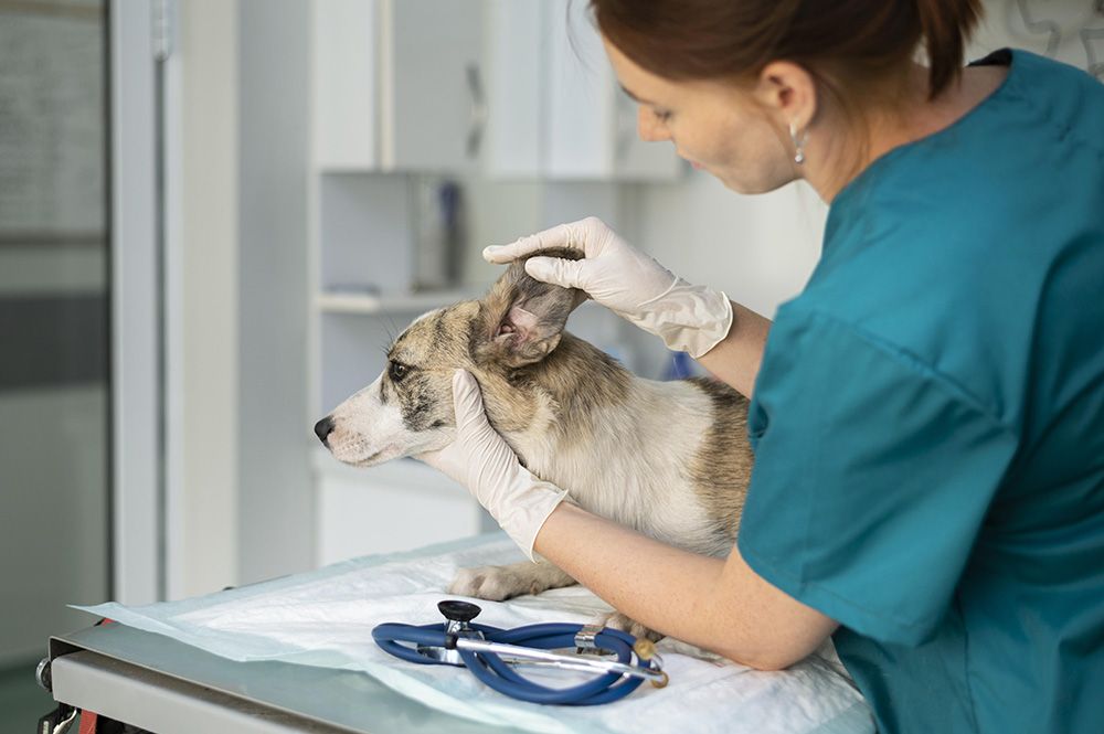 close-up-veterinarian-taking-care-dog(1)
