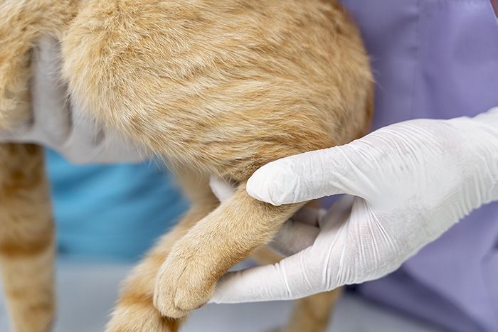 close-up-veterinarian-taking-care-pet(1)