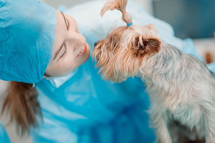 doctor-veterinarian-woman-loves-yorkshire-terrier-dog-animal-care-concept