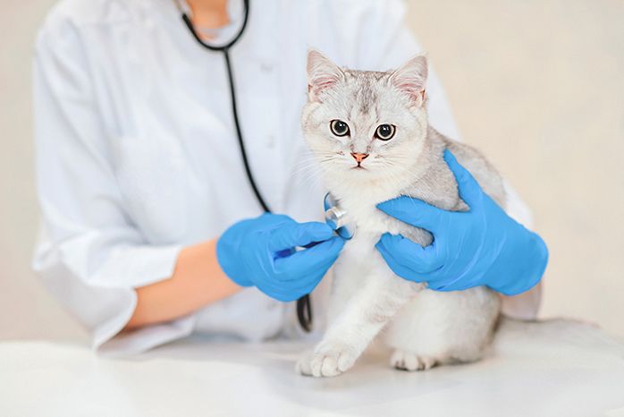 Female veterinary doctor using stethoscope for cute scottish straight silver chinchilla cat. Veterinarian with stethoscope examining white cat at vet clinic. Pet check, Vet examining at animal clinic