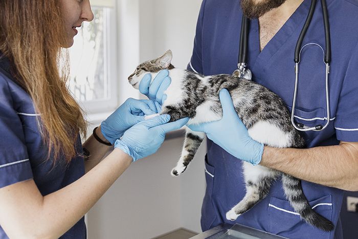 medium-shot-veterinarians-helping-cat