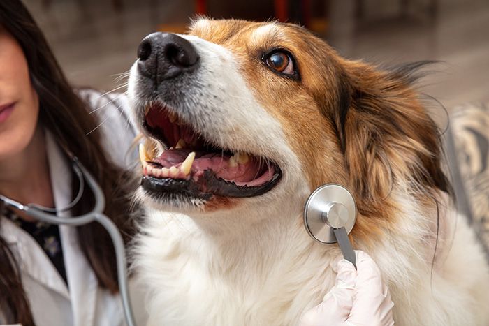 Vet clinic. Veterinarian examine a dog with a medical stethoscop