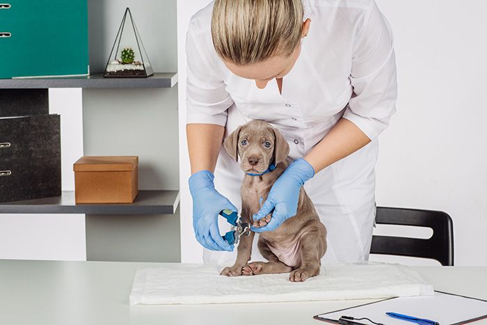 vet cutting dog toenails.