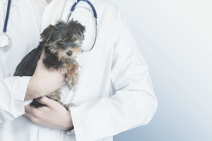 Vet dog veterinary medicine pets puppy women animal hospital