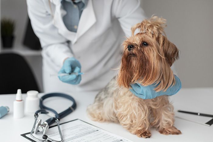 veterinarian-check-ing-puppy-s-health