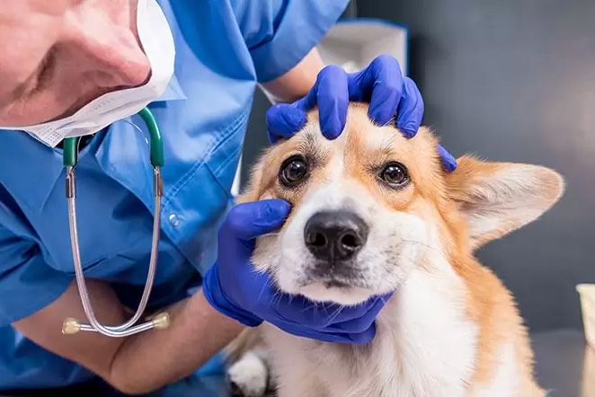 veterinarian-examines-eyes-sick-corgi-dog