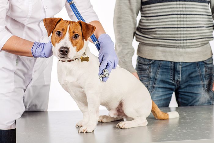 Veterinarian examining dog’