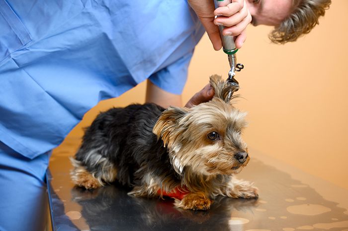 Veterinarian inspecting dog ears with otoscope on table at animal hospital