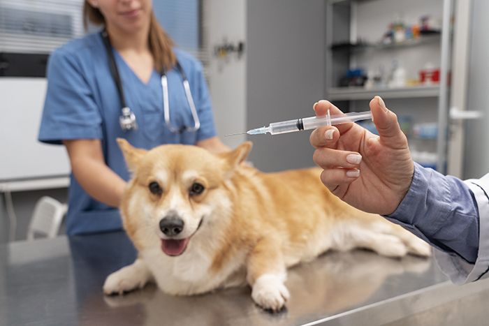 veterinarian-taking-care-pet-dog