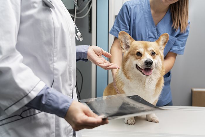 veterinarian-taking-care-pet-dog(1)