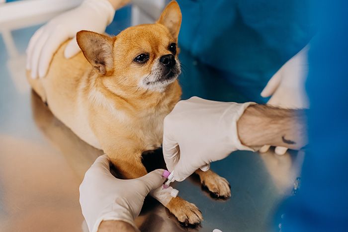 Vinnitsa, Ukraine – November 29, 2021: Anesthesia or sedation of the dog. The Dog lies on the operating table before surgery. Anesthesiologists perform the procedure of anesthesia of the animal.