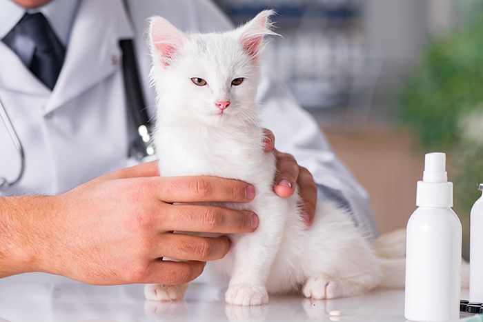 White kitten visiting vet for check up