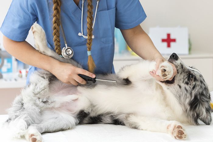 young-female-vet-com-combing-dog-hair-with-flea-comb